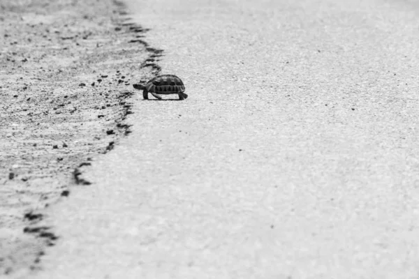 Сірий Масштабний Знімок Черепахи Йде Теплому Асфальту Дороги — стокове фото