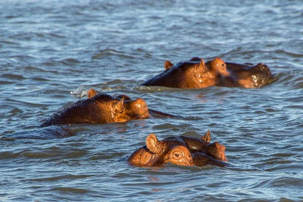 Hipopótamos Asomando Cabeza Agua Durante Día — Foto de Stock