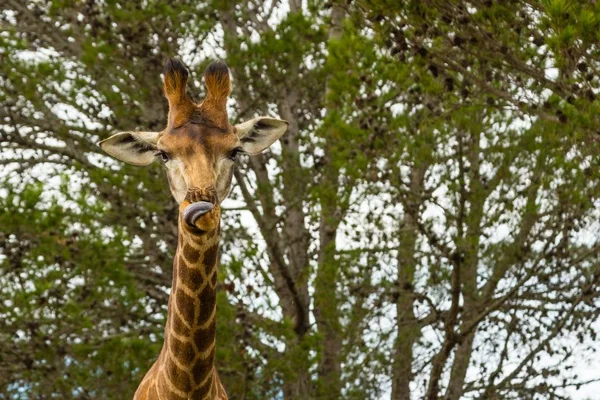 Low Angle Shot Beautiful Giraffe Standing Front Beautiful Trees — Stock Photo, Image