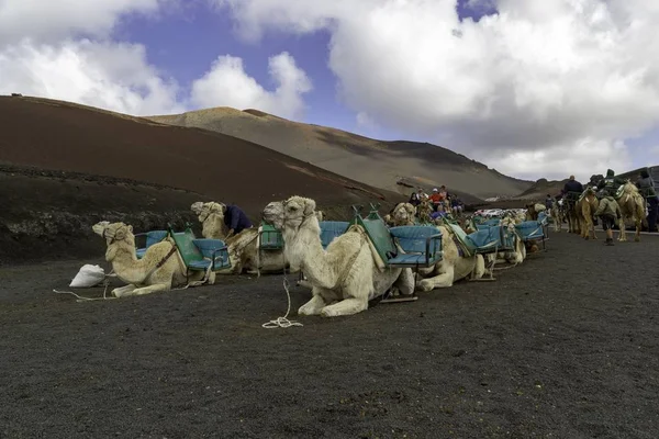 Kamelkaravan på marken med människor på avstånd på Lanzarote — Stockfoto