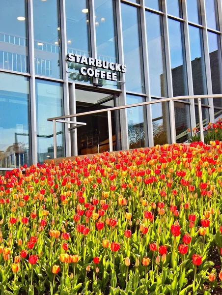 Starbucks coffee shop atrás de um monte de tulipas em Stavanger, Noruega — Fotografia de Stock