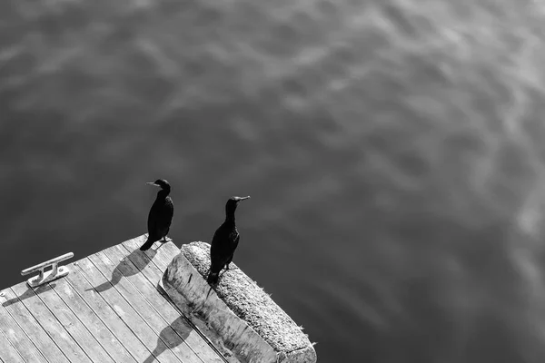 High Angle Grey Scale Shot Two Black Seabirds Sitting Wooden — 스톡 사진