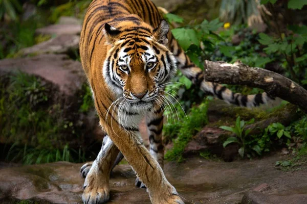 A beautiful shot of a tiger standing in the forest during daytime