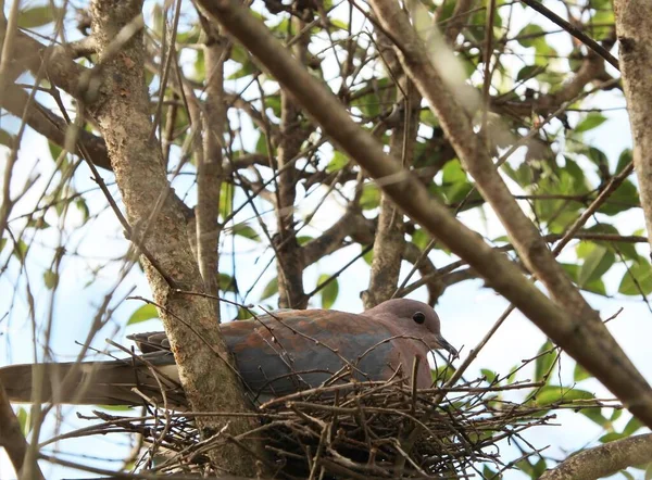 Eine Flache Aufnahme Einer Taube Die Ihrem Nest Zwischen Den — Stockfoto