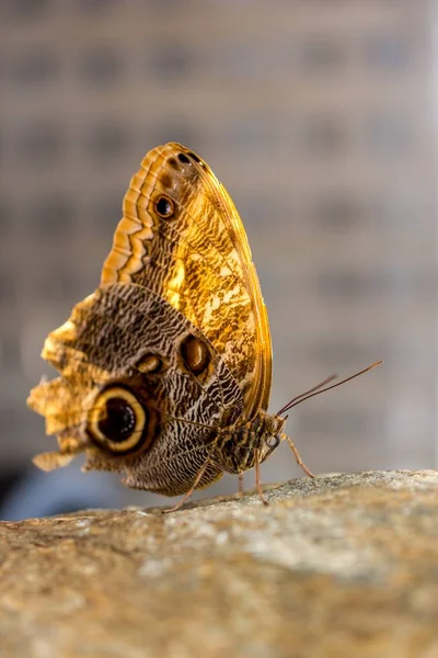 Vertikální Detailní Záběr Krásného Motýla Skále Rozmazaným Pozadím — Stock fotografie