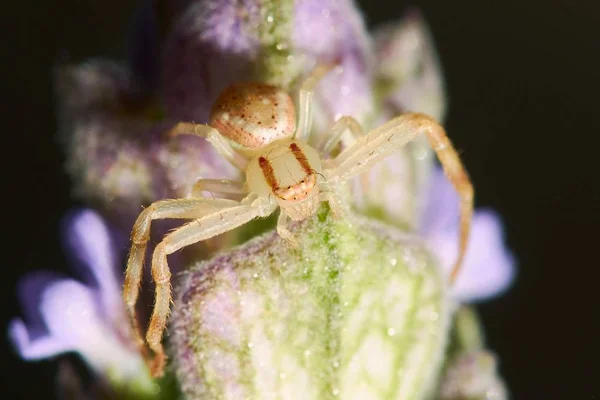 Een Macro Fotografie Van Een Spin Een Bloeiende Plant Voor — Stockfoto