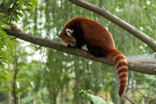 Избирательный Снимок Милой Редкой Красной Панды Живущей Зоопарке — стоковое фото