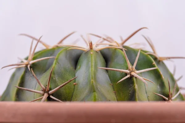 Primo piano colpo di spine di cactus di barile — Foto Stock