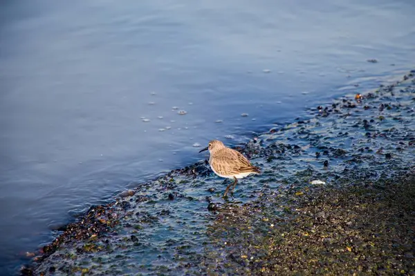 Tiro Bonito Pássaro Comum Sandpiper Pendurado Praia — Fotografia de Stock