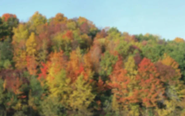 Blurred shot of deciduous forest with a clear blue sky — Stock Photo, Image