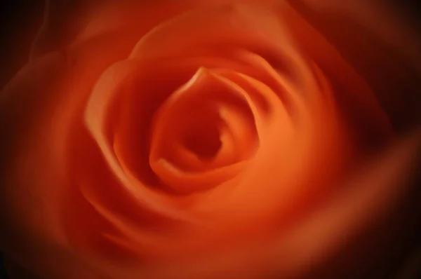 Closeup Shot Mesmerizing Beautiful Orange Rose — 图库照片