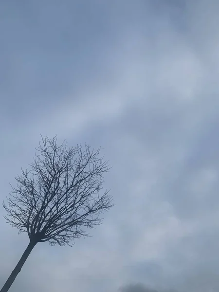 Eine Vertikale Aufnahme Eines Fetten Baumes Einem Dunklen Himmel — Stockfoto