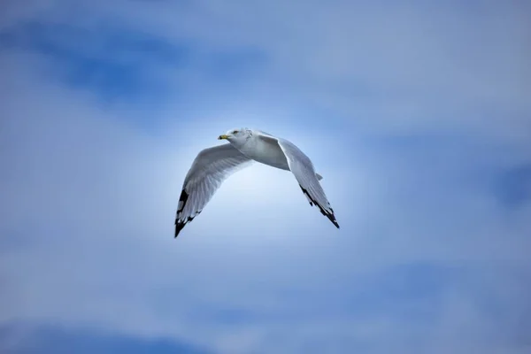 Low Angle Shot White European Herring Gull Flying Bright Sky — ストック写真