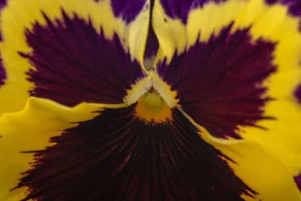 Primer Plano Extremo Hermoso Pansy Amarillo Púrpura Plena Floración — Foto de Stock