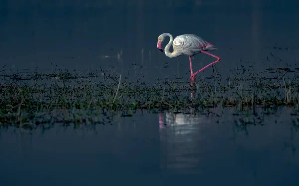 Una Hermosa Toma Flamenco Blanco Busca Comida Agua Del Lago — Foto de Stock