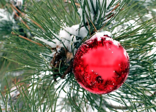 Κοντινό πλάνο μιας κόκκινης χριστουγεννιάτικης μπάλας κρεμασμένης σε ένα κλαδί χριστουγεννιάτικου δέντρου — Φωτογραφία Αρχείου