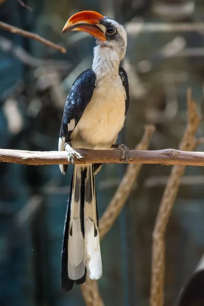 Vertical closeup shot of a toucan perched on a tree branch with a blurred background — Stockfoto