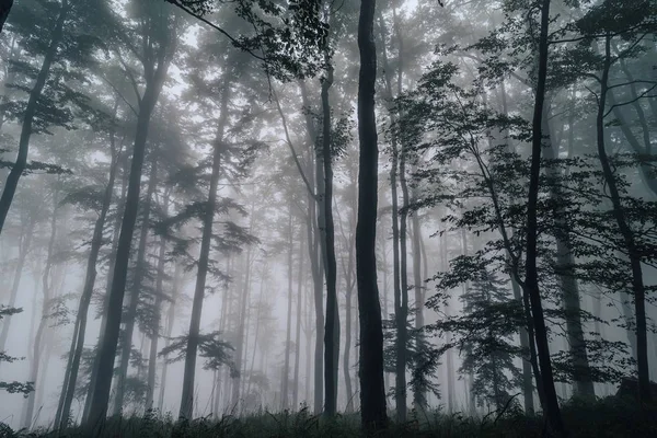 Vista Uma Floresta Úmida Enevoada Com Grama Verde Alta Samambaias — Fotografia de Stock