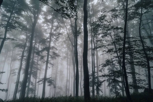 Vista Bosque Húmedo Brumoso Con Hierba Verde Alta Helechos Detalle — Foto de Stock