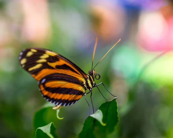 Detailní Záběr Krásného Motýla Zelené Rostlině Rozmazaným Pozadím — Stock fotografie