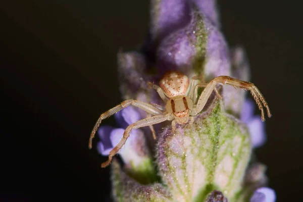 Een Macro Fotografie Van Een Spin Een Bloeiende Plant Voor — Stockfoto