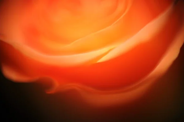 Zbliżenie Ujęcie Hipnotyzującej Pięknej Pomarańczowej Róży — Zdjęcie stockowe