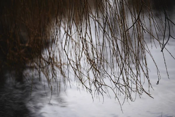Primo piano di un ramoscello di vite nel fiume con sfondo sfocato — Foto Stock