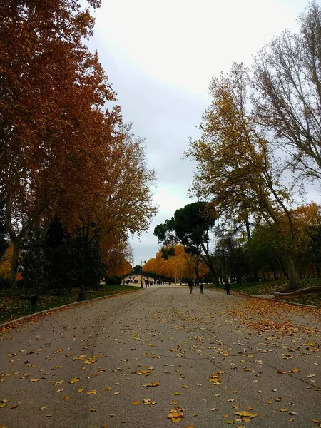 Przejście Przez Wiele Drzew Wokół Parku Ciągu Dnia Jesienią — Zdjęcie stockowe
