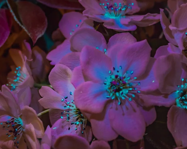 A closeup shot of Asian Pear Blossoms under the UV light fluorescence
