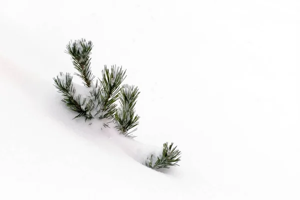Fechamento disparado de um ramo de uma árvore de abeto coberta de neve — Fotografia de Stock