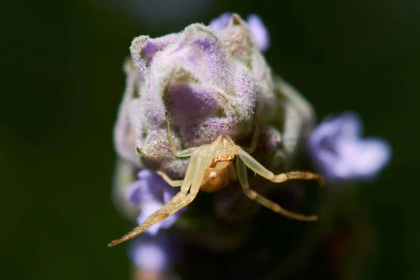 蜘蛛在开花植物上黑色背景前的宏观摄影 — 图库照片