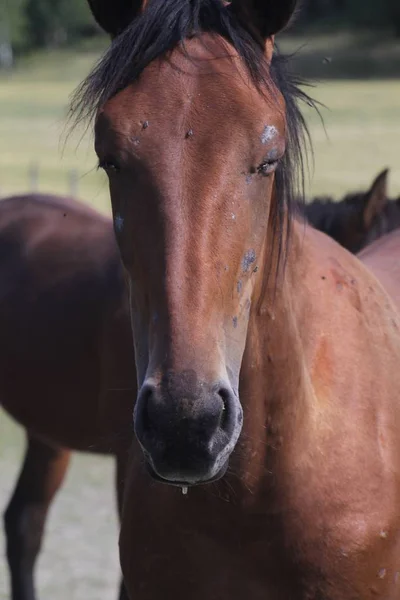 Tiro Close Cabeça Cavalo Marrom Com Crina Preta — Fotografia de Stock