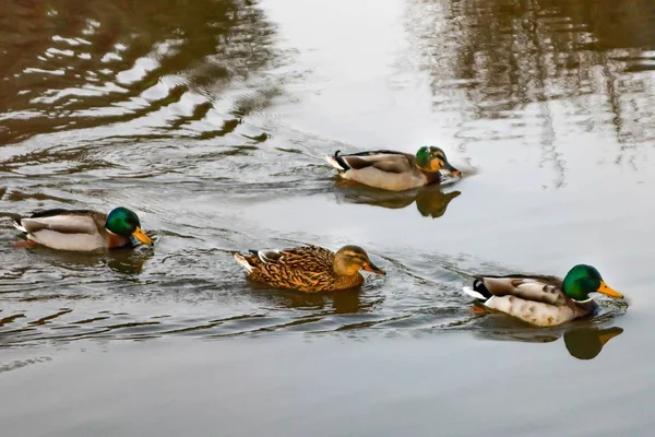 白天有一群野鸭在湖中游泳 — 图库照片