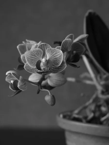 Tiro Escala Cinza Vertical Uma Planta Bonito Phalaenopsis Amabilis Floração — Fotografia de Stock