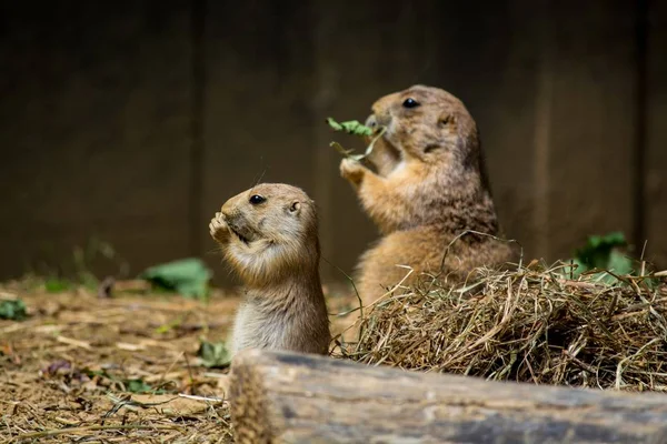 Dua Tikus Lucu Makan Rumput Kering Kandang Selama Siang Hari — Stok Foto