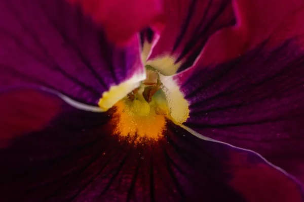 Primer Plano Extremo Hermoso Pansy Púrpura Con Granos Polen — Foto de Stock