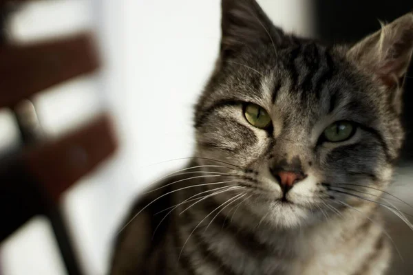 Eine Nahaufnahme Des Kopfes Einer Grauen Katze Mit Schwarzen Mustern — Stockfoto