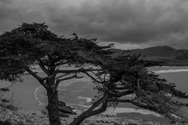 Сірий Знімок Дерева Березі Океану Під Похмурим Небом — стокове фото