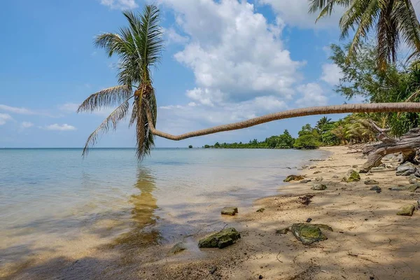 Palm Tree Beach Leaning Sea Sunlight Blue Sky — Stock Photo, Image