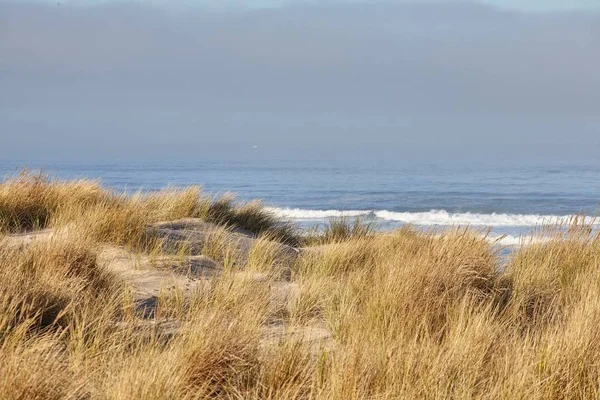Scenery Beachgrass Morning Cannon Beach Oregon — Stock Photo, Image
