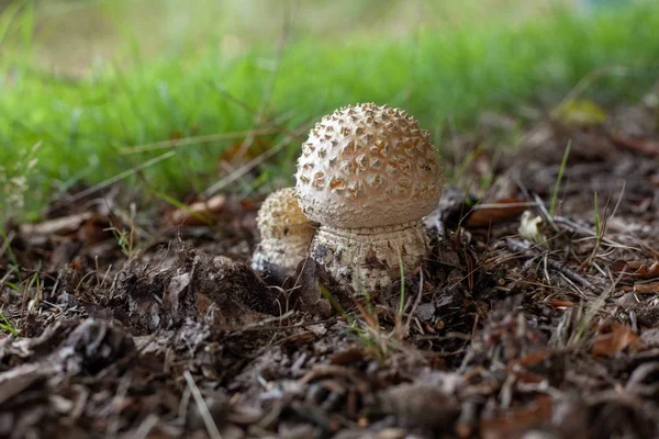 Detailní Záběr Hub Agaricus Obklopených Větvemi Trávou Rozmazaným Pozadím — Stock fotografie