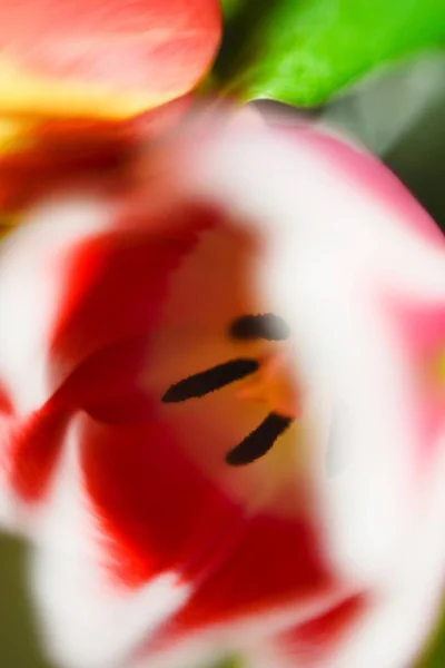 Vertical Closeup Shot Cute Pink White Poppy — 스톡 사진