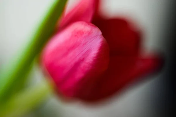 Closeup Selective Focus Shot Red Poppy — Stok fotoğraf