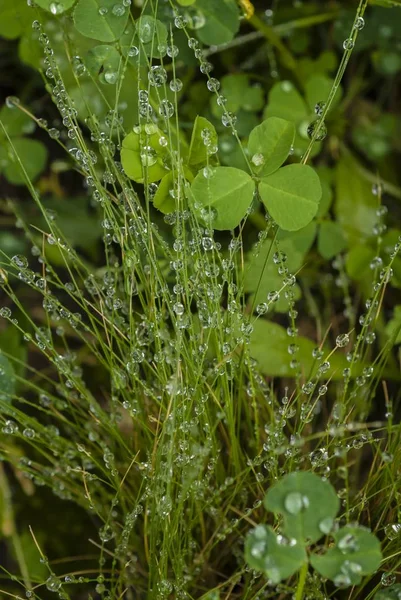 Tiro Vertical Gotas Água Uma Planta Verde Com Fundo Borrado — Fotografia de Stock