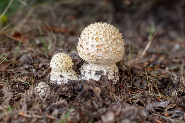 Detailní Záběr Hub Agaricus Obklopených Větvemi Trávou Rozmazaným Pozadím — Stock fotografie