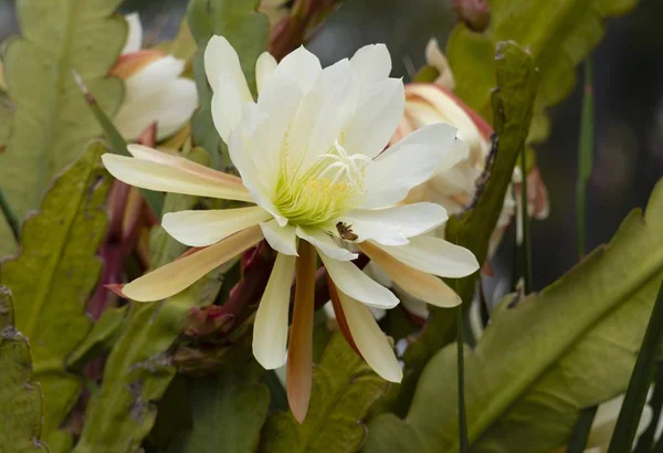 Közelkép Egy Fehér Orchidea Kaktuszról Leveleivel — Stock Fotó