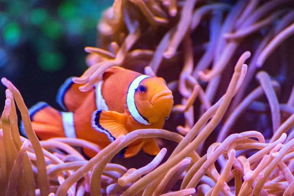 Cute Crown Fish Swimming Ocean Blurred Background — Stock Photo, Image