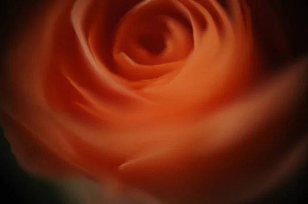 Closeup Shot Mesmerizing Beautiful Orange Rose — 图库照片