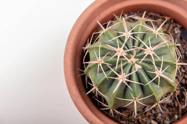Vue de dessus d'un cactus de tonneau poussant dans un pot — Photo
