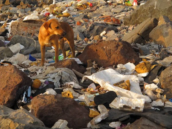 Cão Andando Torno Uma Costa Suja Cheia Lixo — Fotografia de Stock